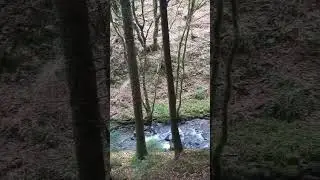 Moydamlaght Forest (January 27th 2024)