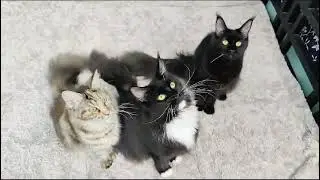 Menquin price in india | Quality kitten cuteness overload cats in belgaum #persioncat