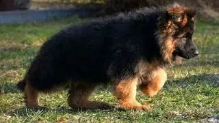 Long Hair #germanshepherd 