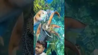 fish in sea wonderful #food #ashusir #experiment #animals #honey #science #seafood #soda #sardines