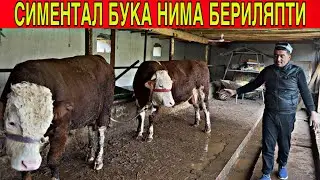 SIMENTAL🔥BUKALAR🦬ZOTGA OLAMAN DEGANLARGA ISHQIBOZIGA ZO’R XOLATDA