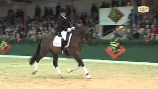 Quateron v. Quaterback - Stedinger, Hengstvorführung Vechta 2013 - Böckmann Pferde