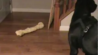 Black Lab barking at her new bone