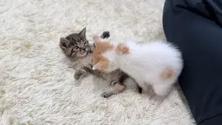 保護した生後1ヶ月の子猫たちが初めての兄妹ケンカしたらこうなっちゃいました…