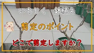 【いちじく】剪定のポイント   樹形が決まる！