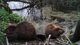 Eurasian Beaver (Castor fiber) Along River IJssel (Deventer, NL)