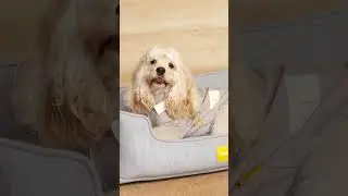 Not soft. Just steady. | DOSIDO Pet Bed