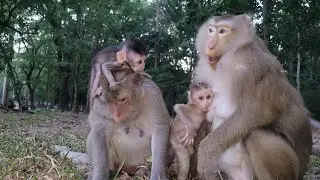Adorable Baby Monkey Rina Get Mommy Milk at Evening&ndash; So Hungry and Cute🥭💛 🐒@Protect Monkeys