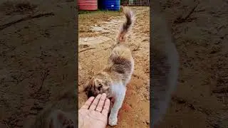 cute  cat #cat #pets #pet #animals #tweening #cute