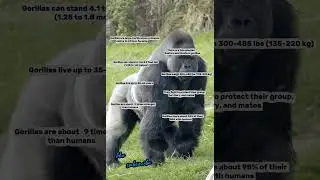 Meet the Mighty Gorilla 🦍❗@QuickLitFacts #gorilla #gorillafacts #wildlife