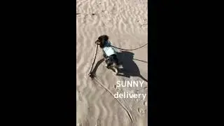 #Shorts SUNNY carry sea wood for building his new house 🏠 you are big boy Sunny!!