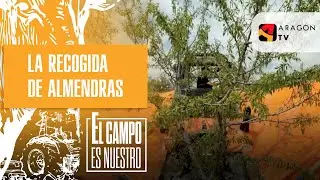 Josema hace con sumo cuidado la recogida de almendras