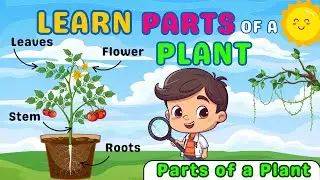 Parts of a Plant | Kids Vocabulary | Funny with Bunny