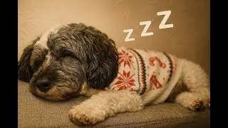 Relaxing Handpan Sleep Music for Dogs | Calm, Peaceful Sounds for All Dogs