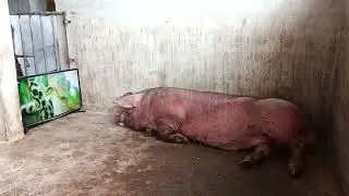 Cerdito viendo tv 
