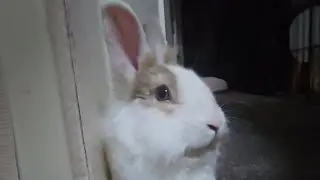 Would you like to see where house bunny Mofu lives in? #mofu #bunny #rabbit #cute #viralvideo #かわいい 