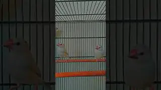 Beautiful Birds enjoy in morning
