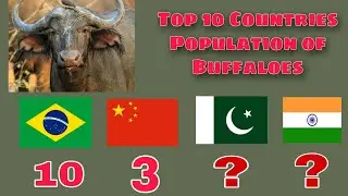 Top 10 Countries Population of Buffaloes In The World