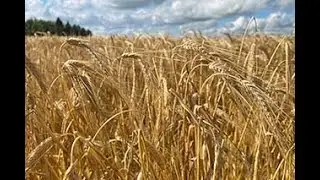 Agronomy Den Newsletter Volume 1, Issue 5   Preharvest Glyphosate Applications