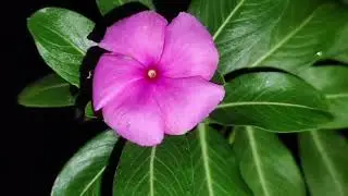 Pink flower 🌼 in the tree 🌲