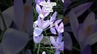 Flower Facts Crocus #shorts #facts #цветы #flowers #crocus #букет #подарок #природа #крокус
