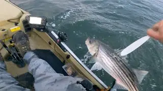 FLUTTER SPOON EFFECT : SPRING STRIPED BASS
