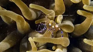 Curacao Coral Reef