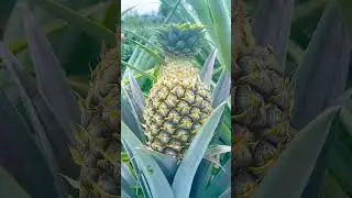 Fresh, sweet, and tangy 🍍#Pineapple #FreshFruit #TropicalVibes #HealthyLife #FruitLovers #shorts