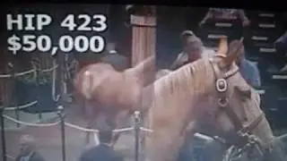 Rags to Riches-A Champion Filly