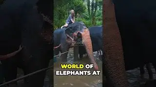 Secrets of the Elephant Revealed #video #shorts #elephant song🐘🦣