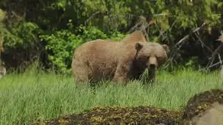 Wildlife tours out of Prince Rupert to the Khutzeymateen Grizzly Bear Sanctuary.
