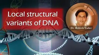 Local structural variants of DNA