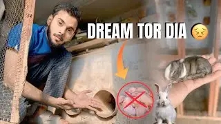 Rabbits Ne To Preshan Kr K Rakh Dia He 🥺