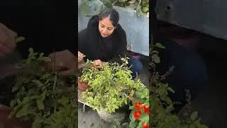 5 Easy-to-Grow Plants for New Moms | Grow a Healthy Home Garden