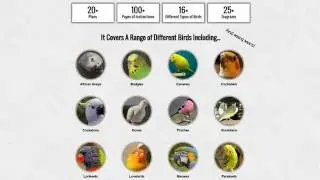 Build Your Own Indoor Bird Aviary