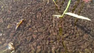 カイエビ　Clam shrimp(Cyzicidae)　#2
