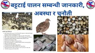 बट्टाई पालन: जानकारी, नेपालमा अबस्था र चुनौती (Quail Farming, current situation & challenges)