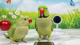 So Cute Green Ringneck Parrot Talking Video