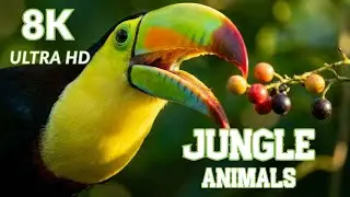 8K Wildlife World – Wild Animals in Stunning Ultra HD