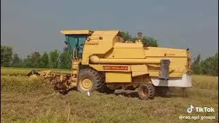 Harvesting Rao Agriculture farm Bhairowal #harvesting #harvester #Agriculture #Raoagrigroups 