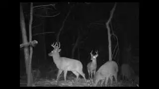 Creepy Demon Ghost Caught on Game Camera Arkansas