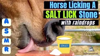Horse LICKING A SALT LICK Stone ASMR~ With Raindrop Sounds~ Oddly Satisfying Horse Sounds😋
