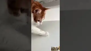 Cats and Dogs: The Ultimate Comedy Duo!#pet #cat #dog #cute #animals #foryou #typ #usa #funnydogs