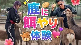 日本の人懐っこい鹿に衝撃を受けた🦌奈良公園の現実日本で鹿に餌をやる😱🦌 | クレイジーな奈良公園体験🫎❣️