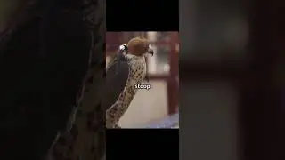 10 fait fascinant sur les faucons p&egrave;lerin