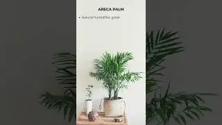 Top 5 Air Purifying Indoor Plants 🌿 | Best Plants for Clean Air at Home