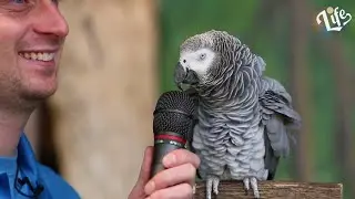 SMARTEST PARROT in the World has a discussion with Trainer