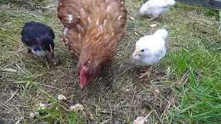 Hyline Brown cross Pekin Bantam chicks at 1 month old