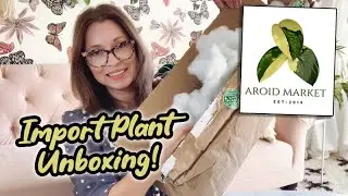 Распаковка импортных растений с рынка ароидных! | Редкие хойи, антуриумы, филодендроны и другие.