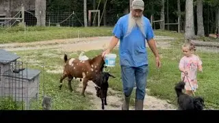 Moving a lot of Livestock . Rotational Grazing. 